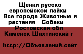 Щенки русско европейской лайки - Все города Животные и растения » Собаки   . Ростовская обл.,Каменск-Шахтинский г.